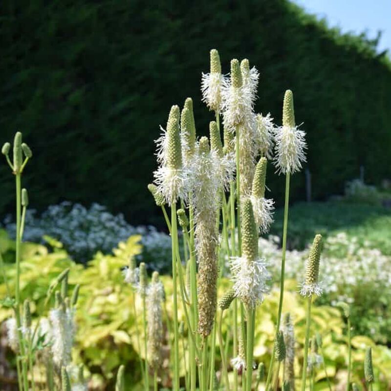 Sanguisorba canadensis ---